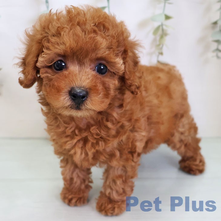 福岡県のトイプードル(トイ) (ペットプラス 黒崎店/2026年3月3日生まれ/女の子/レッド)の子犬
