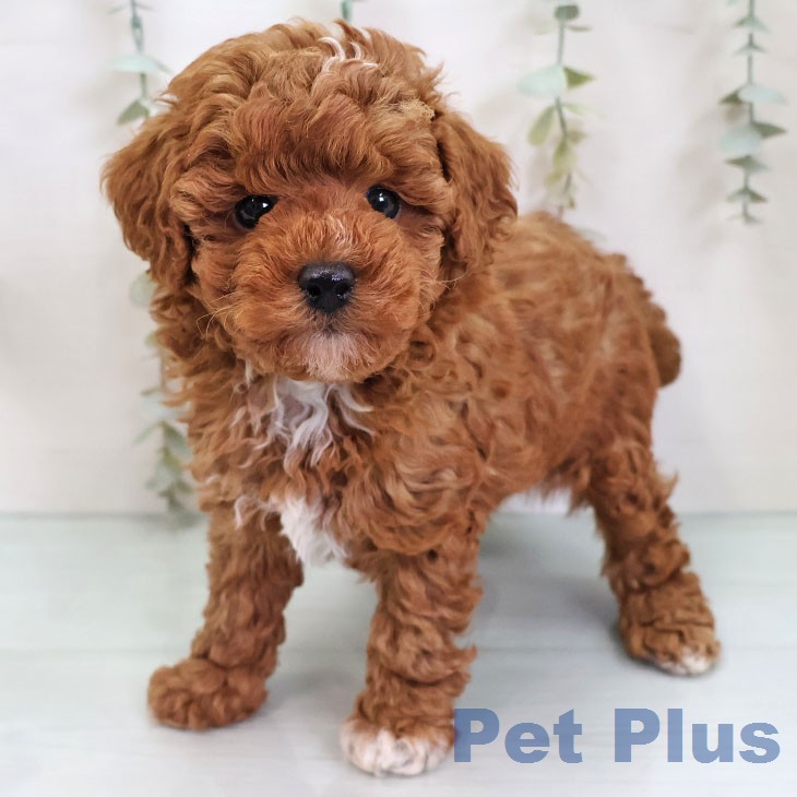 福岡県のトイプードル(トイ) (ペットプラス 春日店/2026年3月4日生まれ/女の子/レッド)の子犬