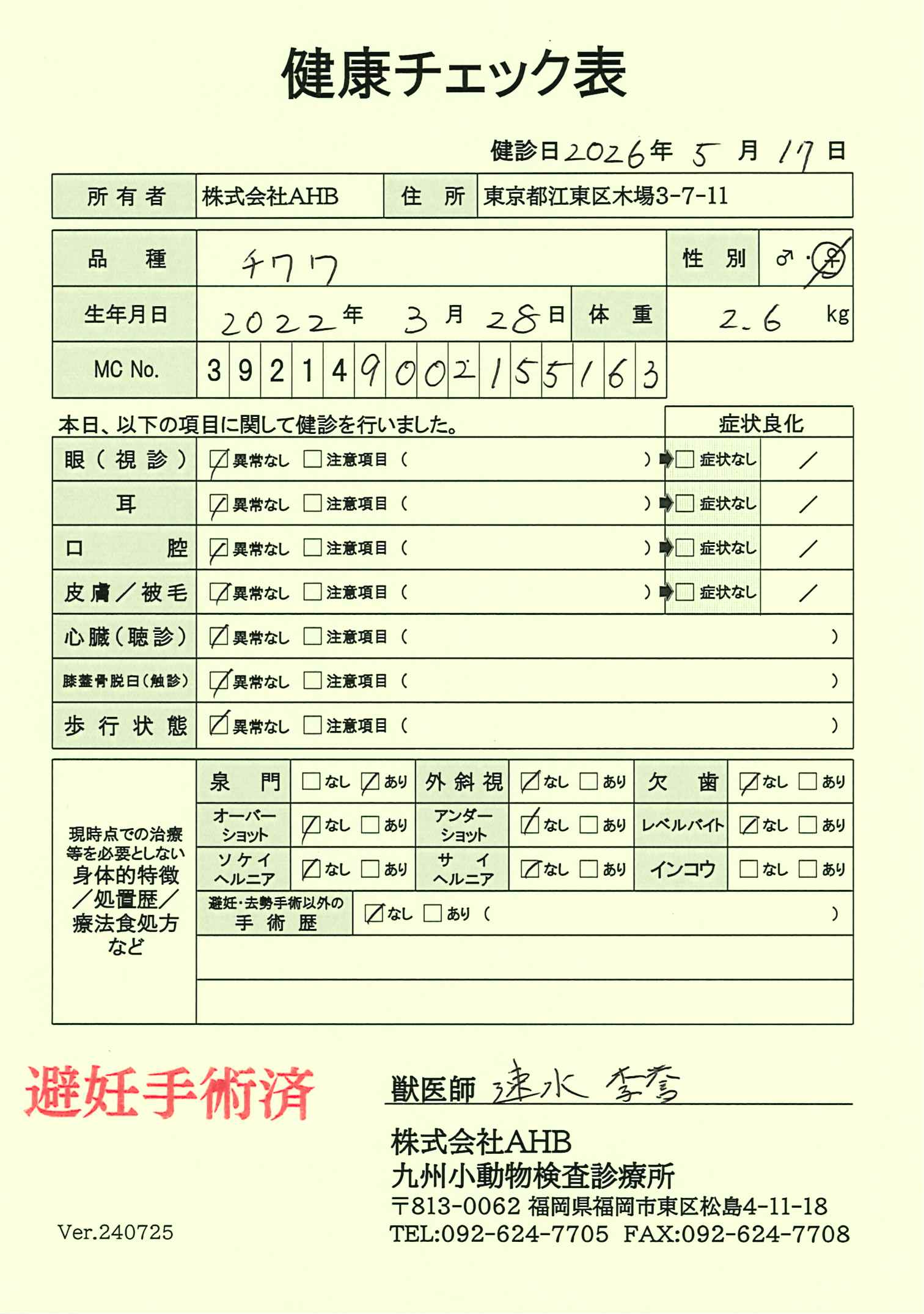 チワワ