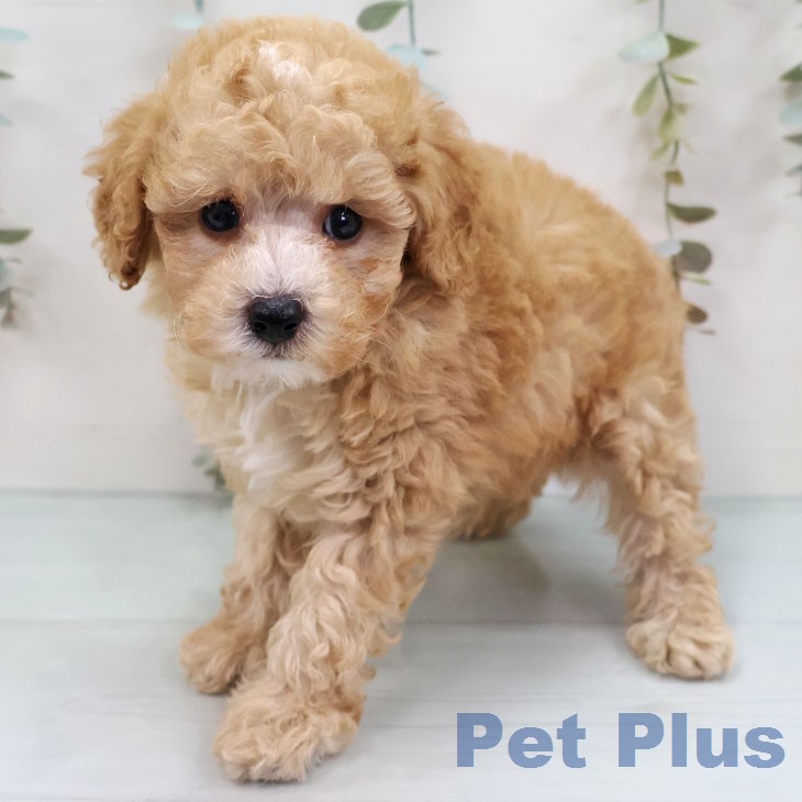 熊本県のトイプードル(トイ) (ペットプラス 熊本店/2026年3月6日生まれ/男の子/アプリコット)の子犬