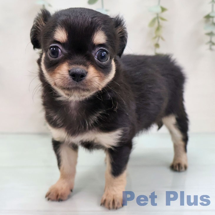 福岡県のチワワ(ロング) (ペットプラス 八幡東店/2026年3月3日生まれ/女の子/ブラックタンホワイト)の子犬の1枚目の画像