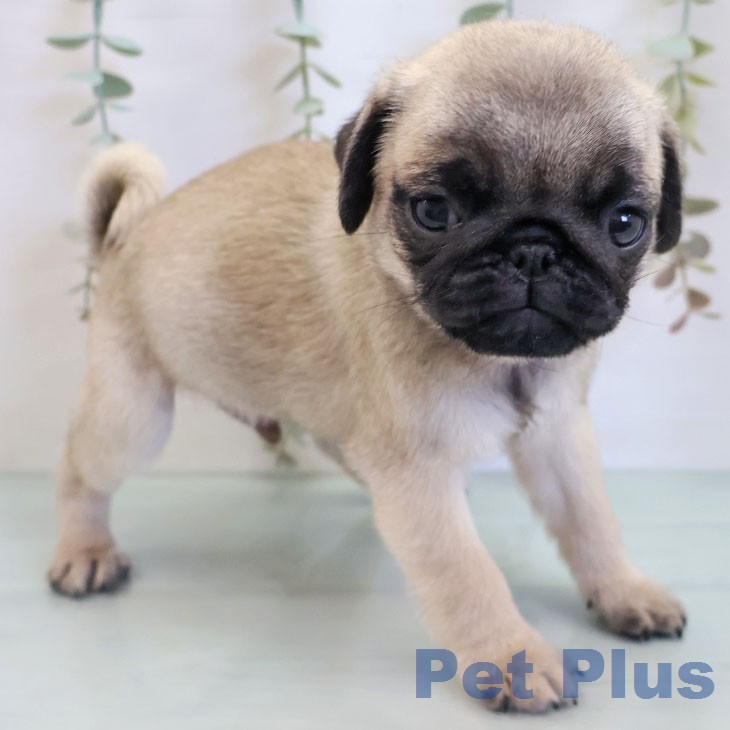 パグ