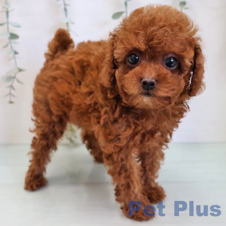 長崎県のトイプードル(トイ) (ペットプラス 長崎店/2026年3月10日生まれ/女の子/レッド)の子犬の1枚目の画像