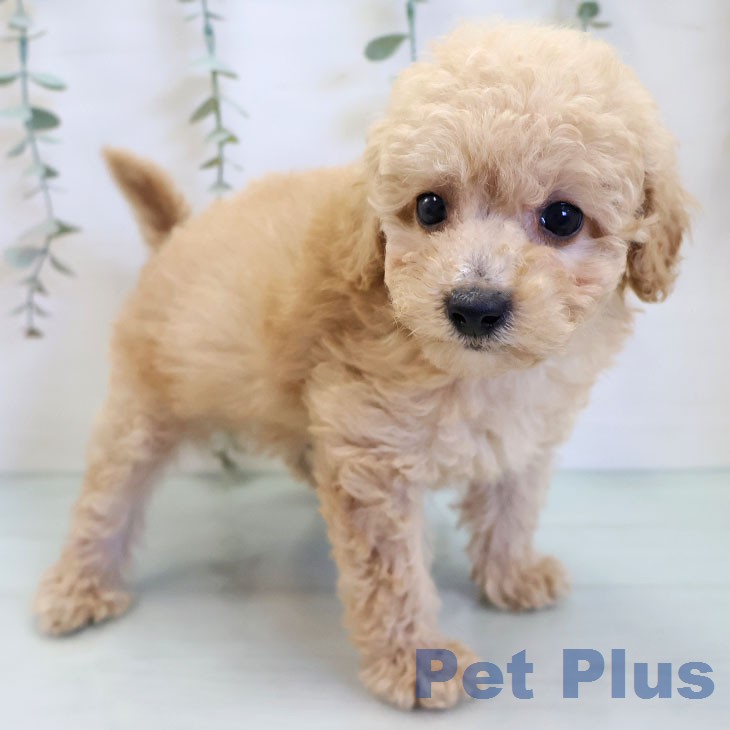 福岡県のトイプードル(トイ) (ペットプラス 春日店/2026年3月11日生まれ/男の子/ペールフォーン)の子犬の1枚目の画像