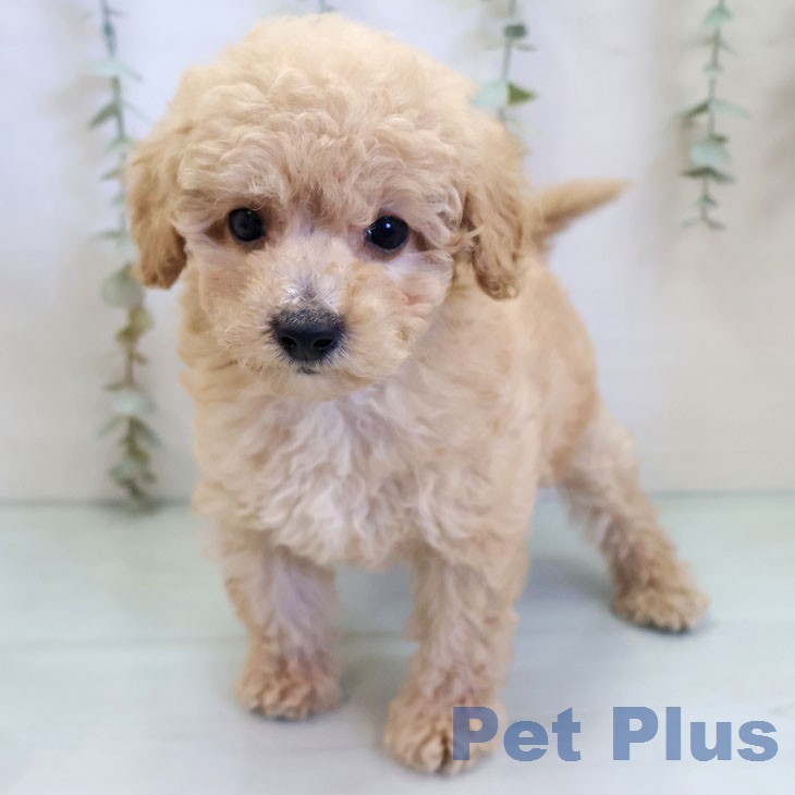 福岡県のトイプードル(トイ) (ペットプラス 春日店/2026年3月11日生まれ/男の子/ペールフォーン)の子犬の2枚目の画像