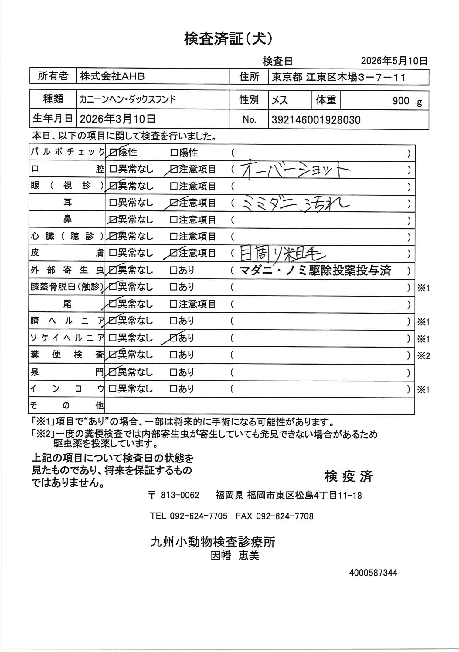 カニーンヘン・ダックスフンド