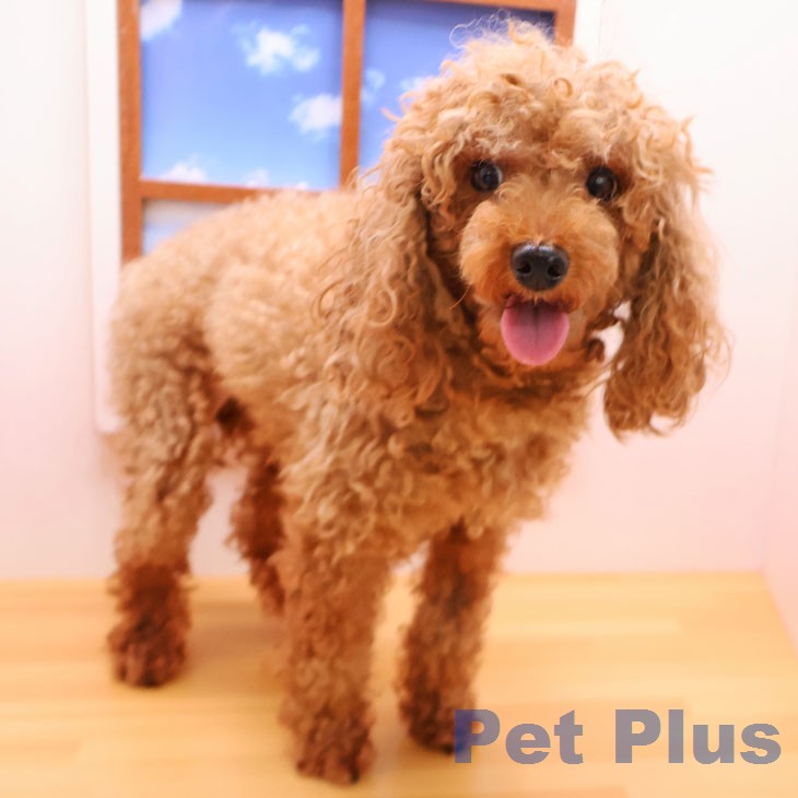トイ・プードルの詳細情報 | PetPlus パートナードッグ&キャット