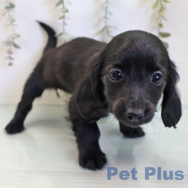 ミニチュア・ダックスフンドの写真2