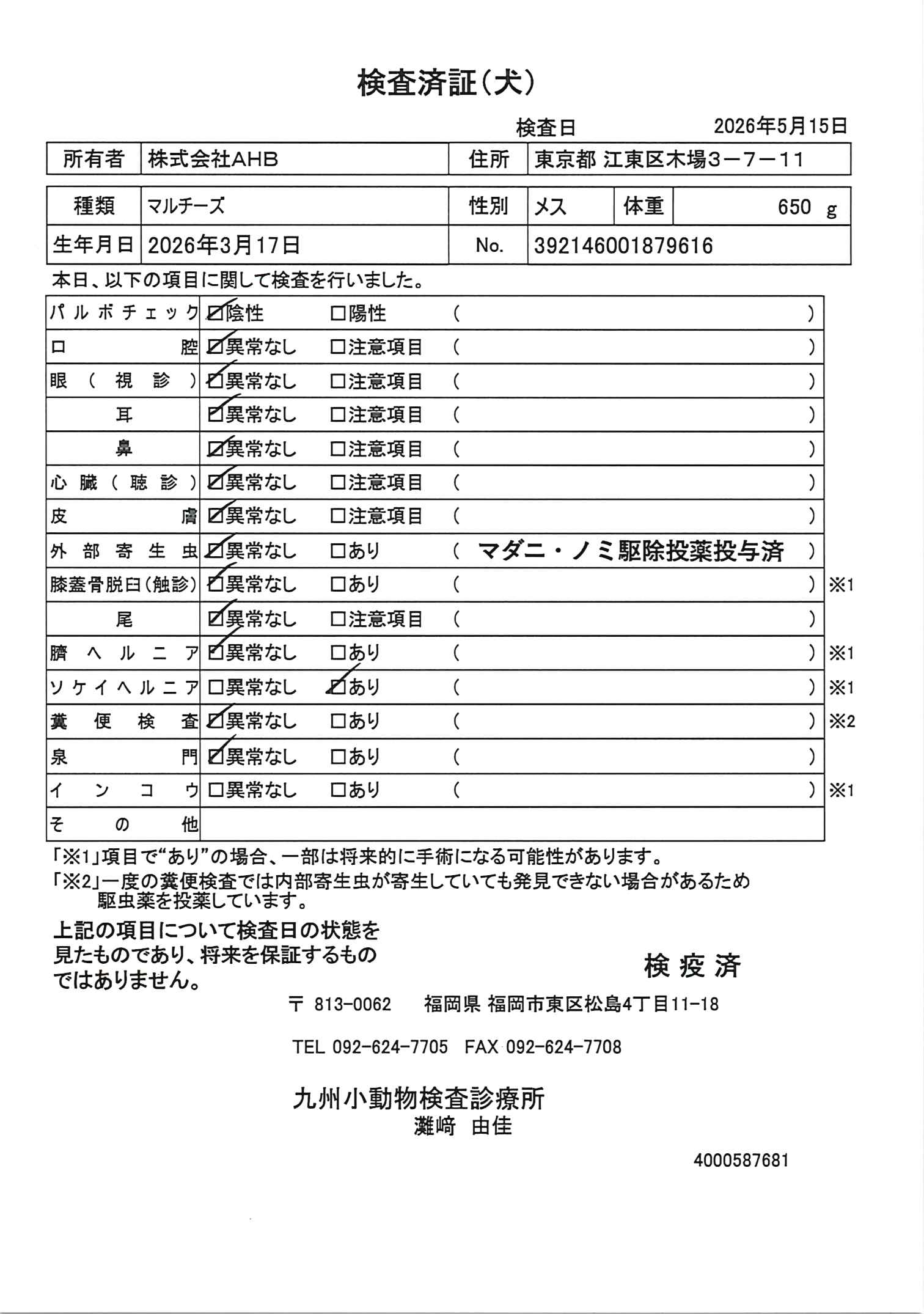 マルチーズ