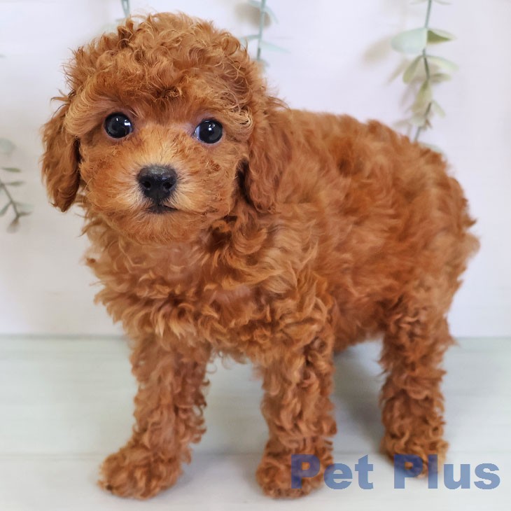 鹿児島県のトイプードル(トイ) (ペットプラス 姶良店/2026年3月14日生まれ/女の子/レッド)の子犬の1枚目の画像