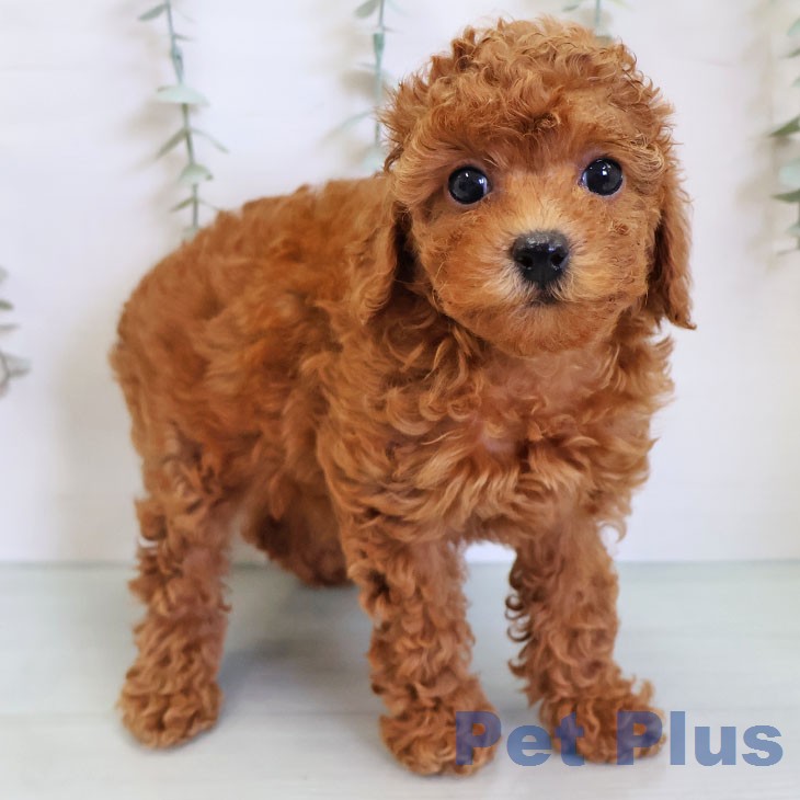 鹿児島県のトイプードル(トイ) (ペットプラス 姶良店/2026年3月14日生まれ/女の子/レッド)の子犬の2枚目の画像