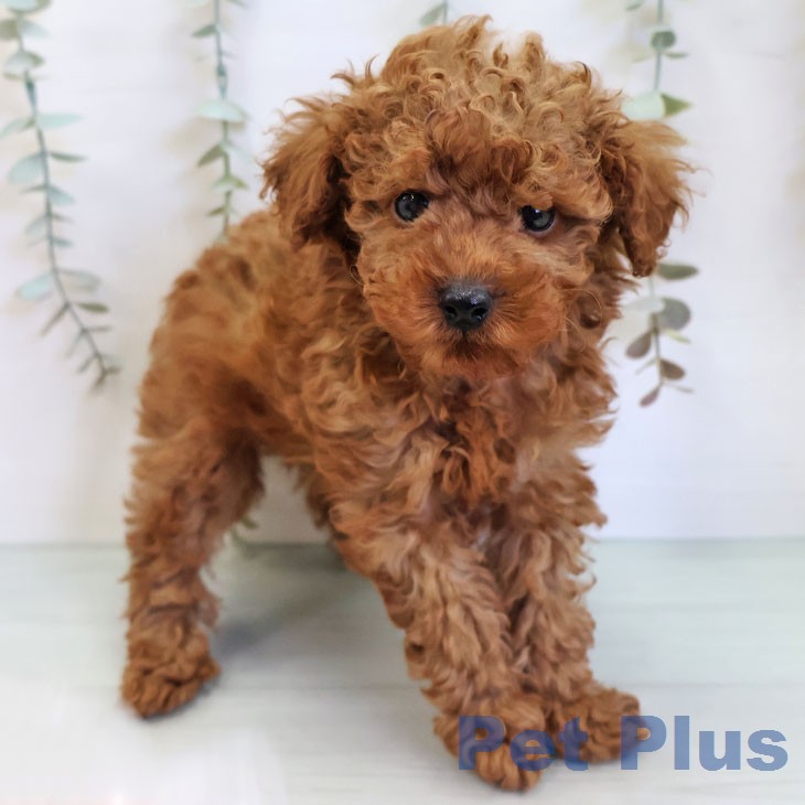 熊本県のトイプードル(トイ) (ペットプラス 熊本店/2026年3月17日生まれ/女の子/レッド)の子犬の1枚目の画像