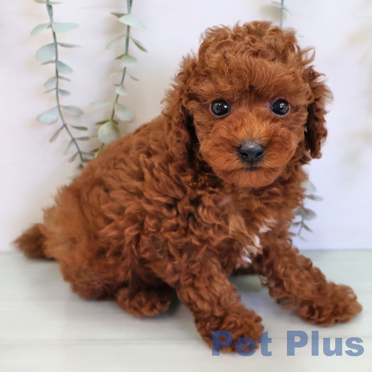 宮崎県のトイプードル(トイ) (ペットプラス 宮崎店/2026年3月17日生まれ/男の子/レッド)の子犬の1枚目の画像