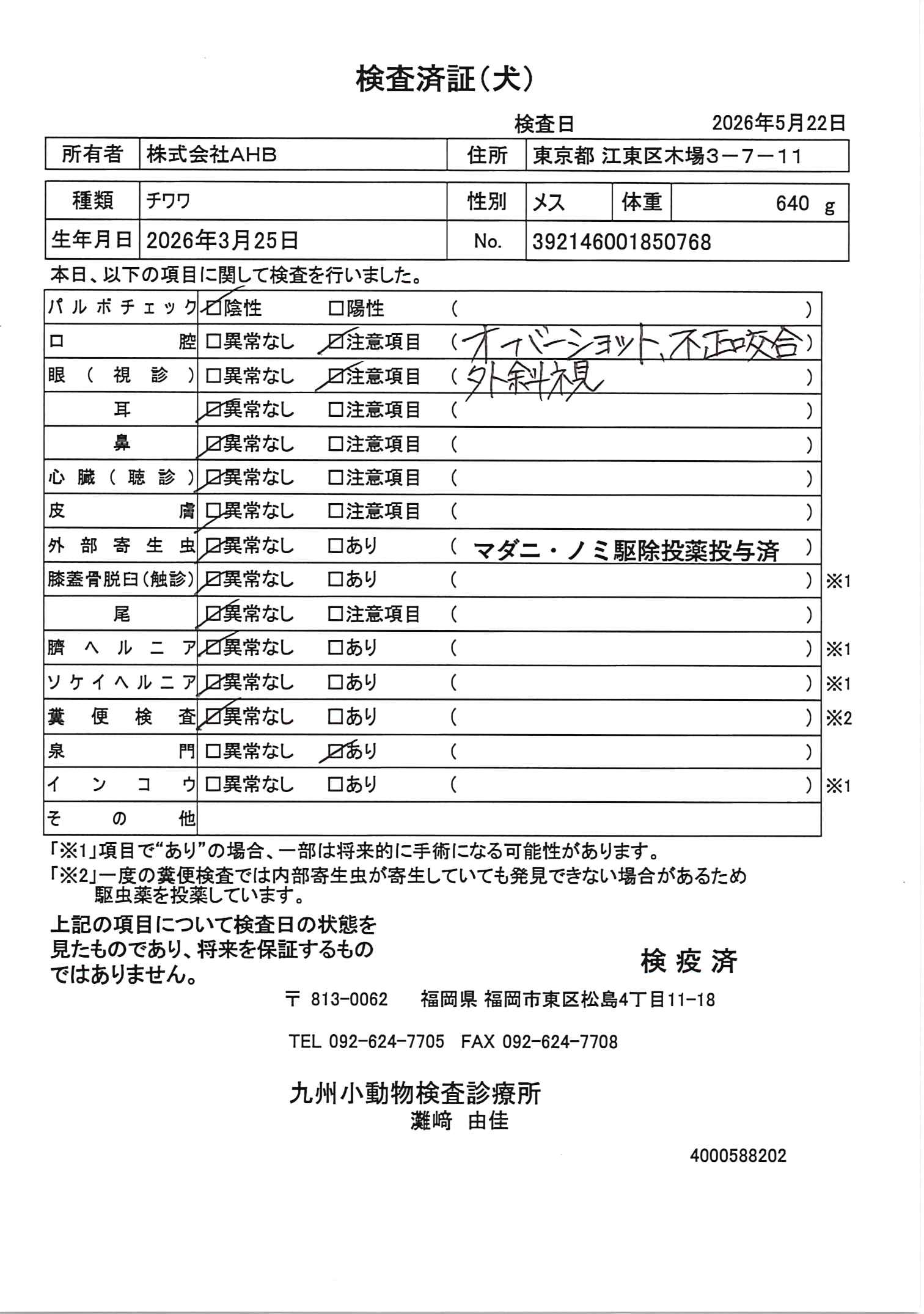 チワワ