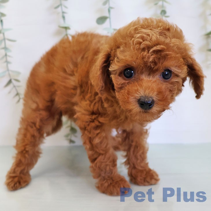 福岡県のトイプードル(トイ) (ペットプラス 春日店/2026年3月31日生まれ/女の子/レッド)の子犬の1枚目の画像