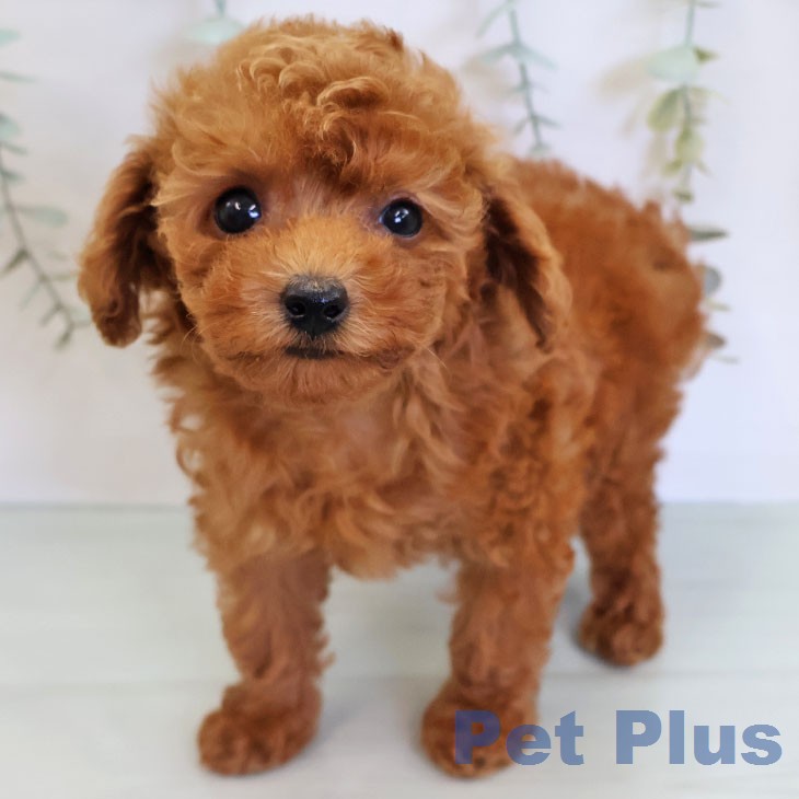 福岡県のトイプードル(トイ) (ペットプラス 春日店/2026年3月31日生まれ/女の子/レッド)の子犬の2枚目の画像