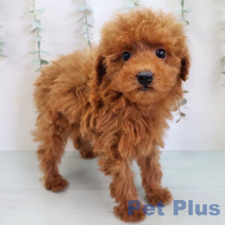 福岡県のトイプードル(トイ) (ペットプラス 春日店/2026年3月24日生まれ/男の子/レッド)の子犬の1枚目の画像