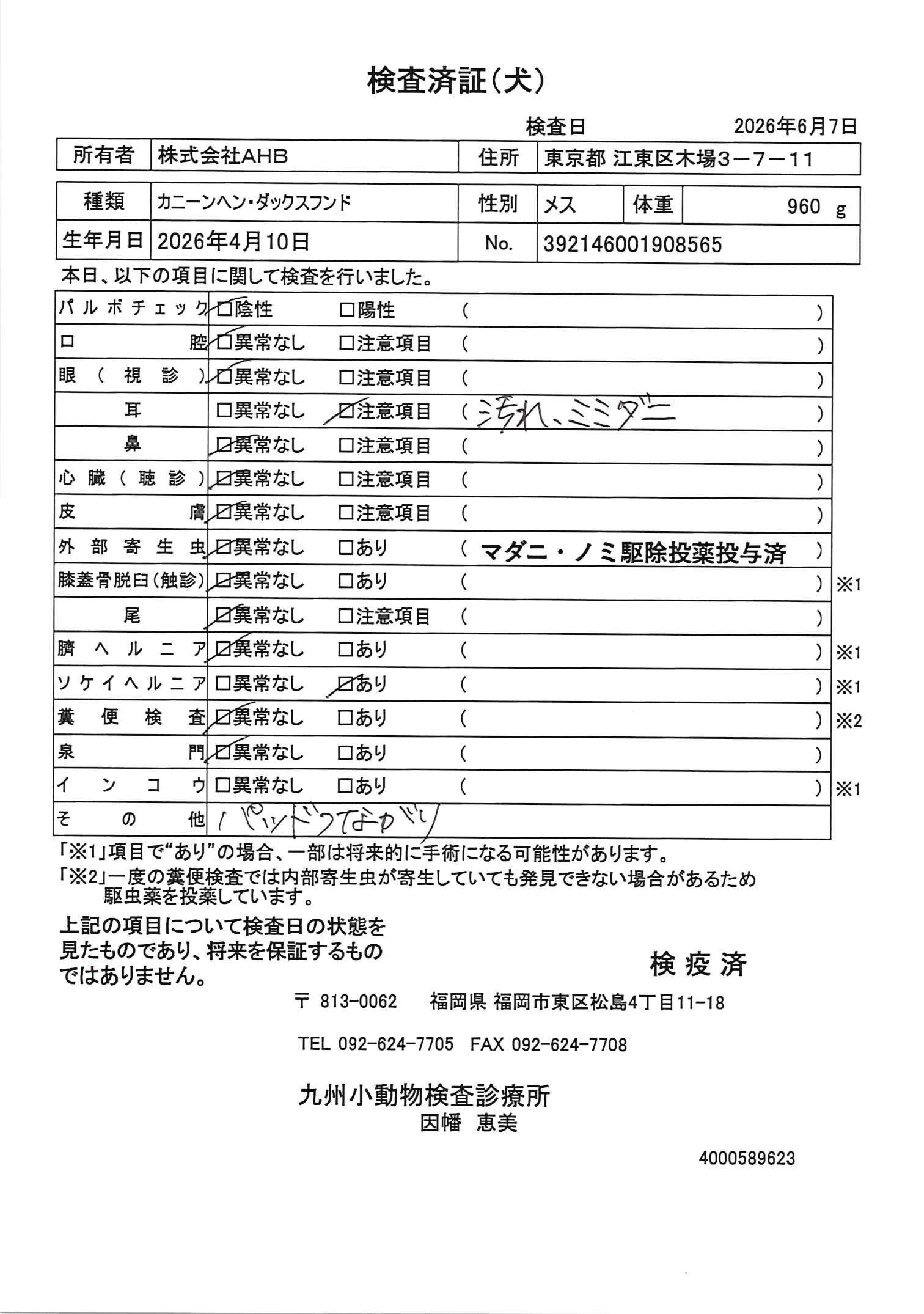 カニーンヘン・ダックスフンド