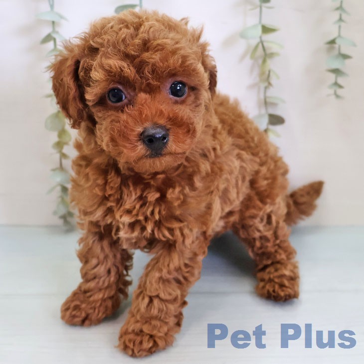 福岡県のトイプードル(トイ) (ペットプラス 春日店/2026年4月10日生まれ/女の子/レッド)の子犬の1枚目の画像