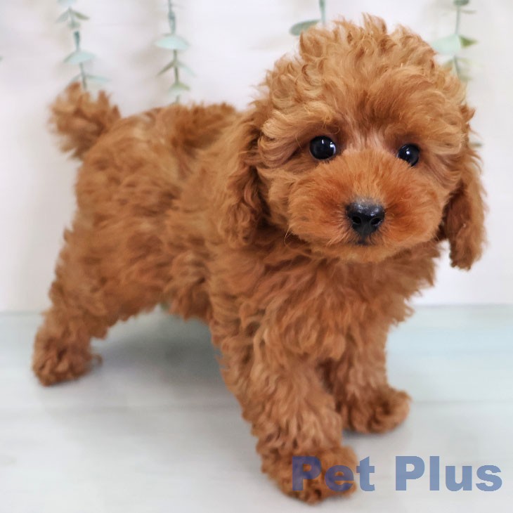 熊本県のトイプードル(トイ) (ペットプラス 熊本店/2026年4月12日生まれ/男の子/レッド)の子犬の2枚目の画像