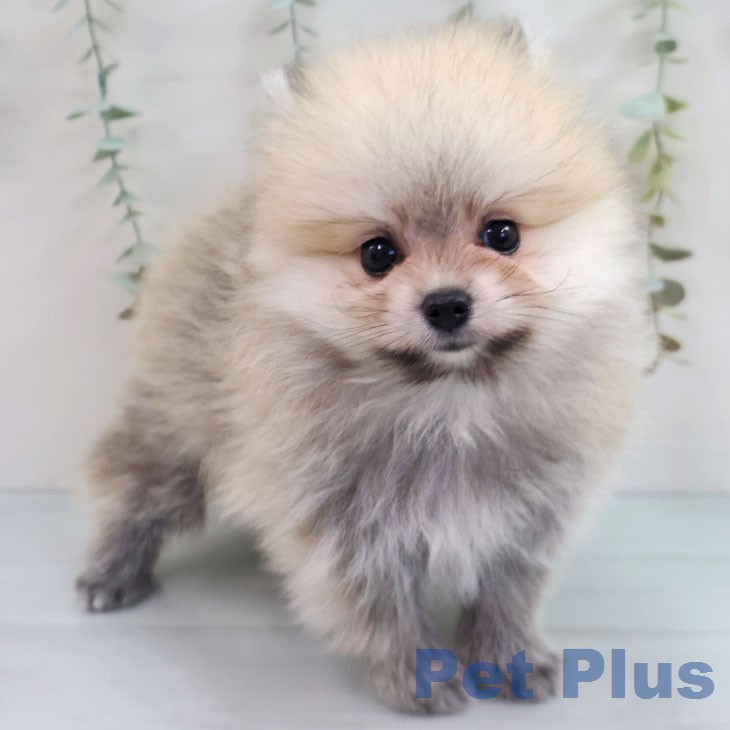 鹿児島県のポメラニアン (ペットプラス 姶良店/2026年4月28日生まれ/男の子/オレンジ)の子犬の1枚目の画像