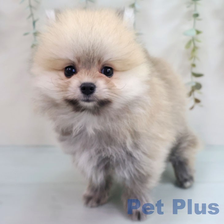 鹿児島県のポメラニアン (ペットプラス 姶良店/2026年4月28日生まれ/男の子/オレンジ)の子犬の2枚目の画像