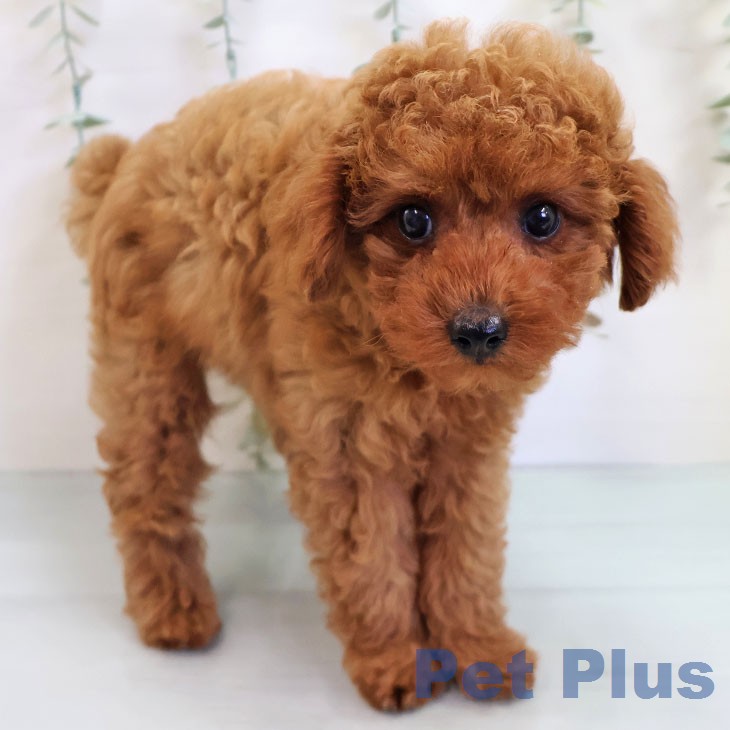鹿児島県のトイプードル(トイ) (ペットプラス 姶良店/2026年4月28日生まれ/男の子/レッド)の子犬の2枚目の画像