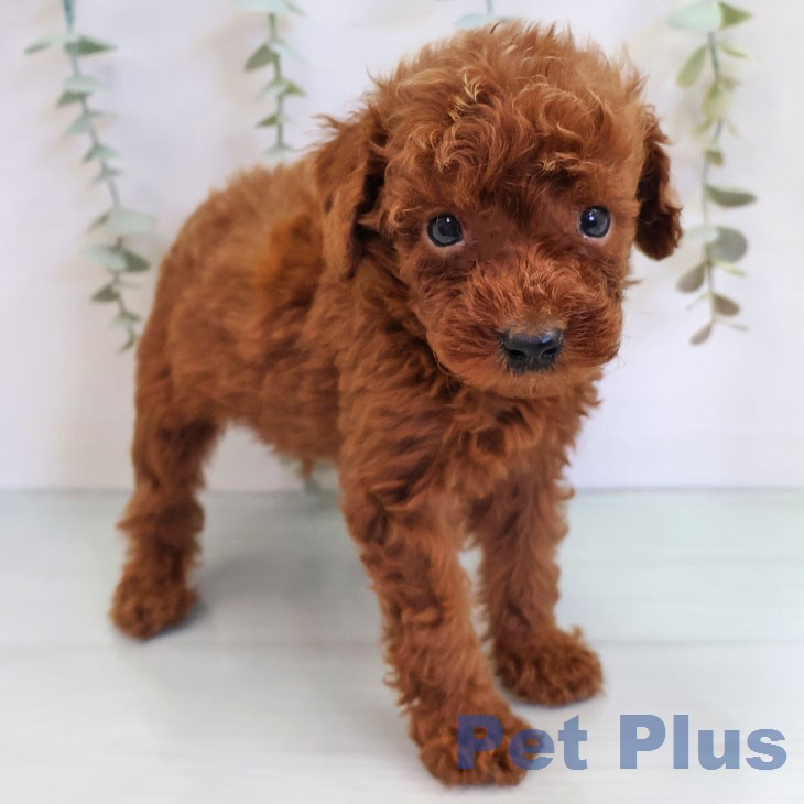 福岡県のトイプードル(トイ) (ペットプラス 福岡店/2026年5月1日生まれ/男の子/レッド)の子犬の1枚目の画像