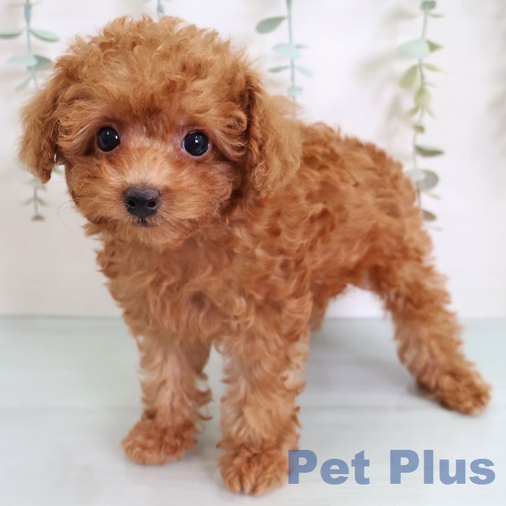 熊本県のトイプードル(トイ) (ペットプラス 熊本店/2026年5月2日生まれ/女の子/アプリコット)の子犬の2枚目の画像