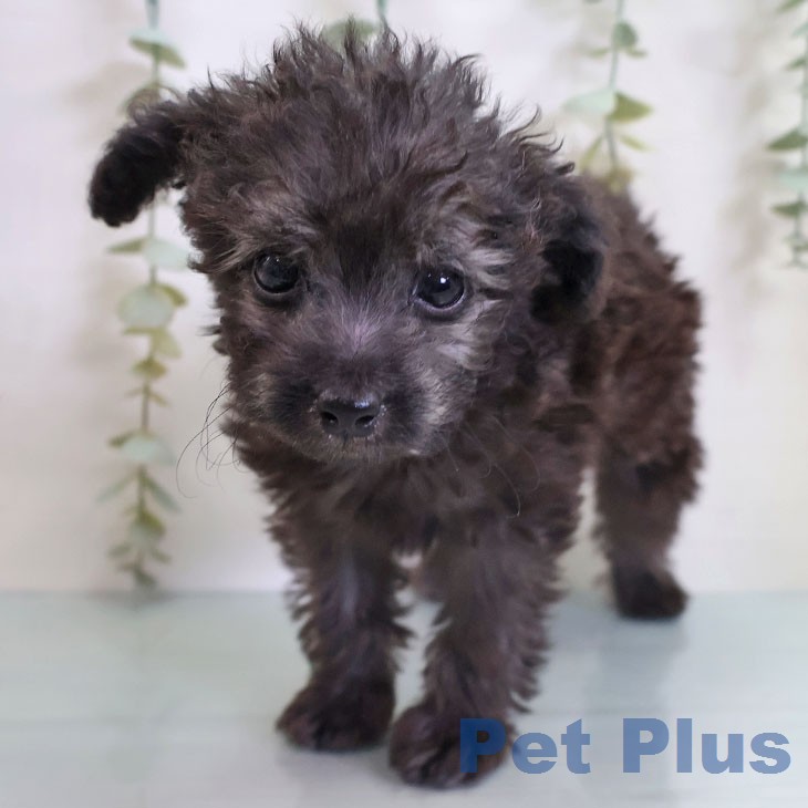 福岡県のトイプードル(トイ) (ペットプラス 福岡店/2026年5月7日生まれ/男の子/シルバー)の子犬