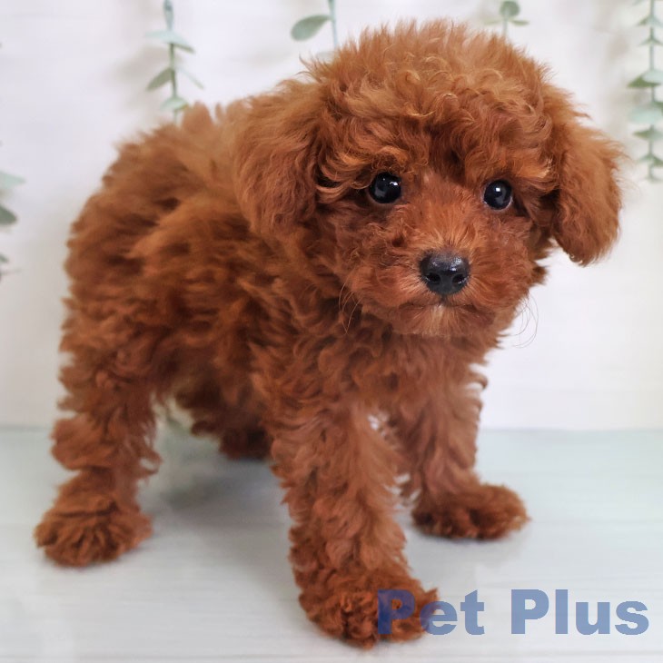 熊本県のトイプードル(トイ) (ペットプラス 熊本店/2026年5月2日生まれ/男の子/レッド)の子犬の2枚目の画像