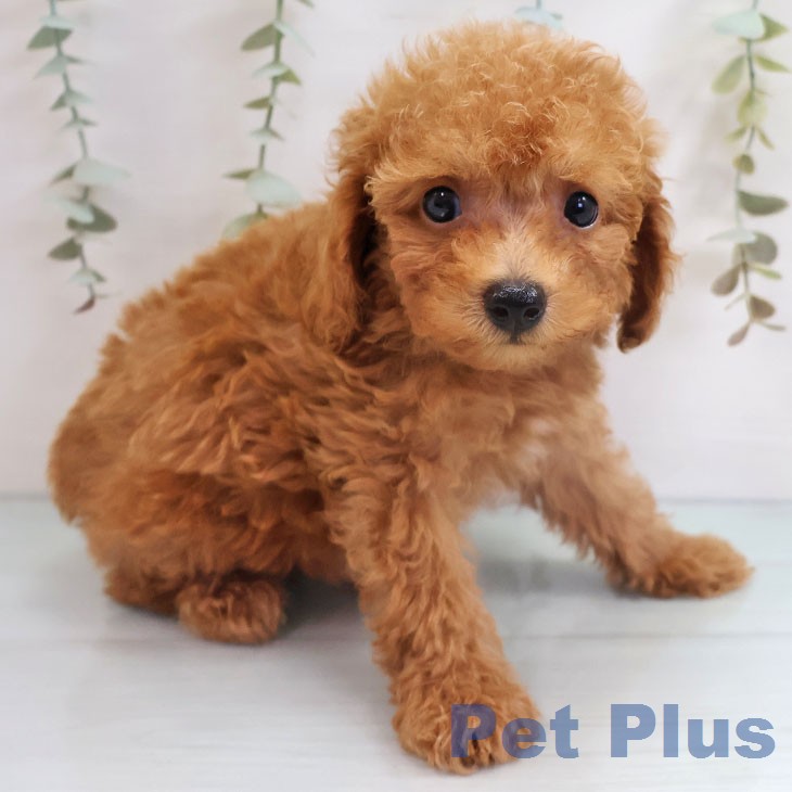 福岡県のトイプードル(トイ) (ペットプラス ららぽーと福岡店/2026年4月30日生まれ/男の子/アプリコット)の子犬の2枚目の画像