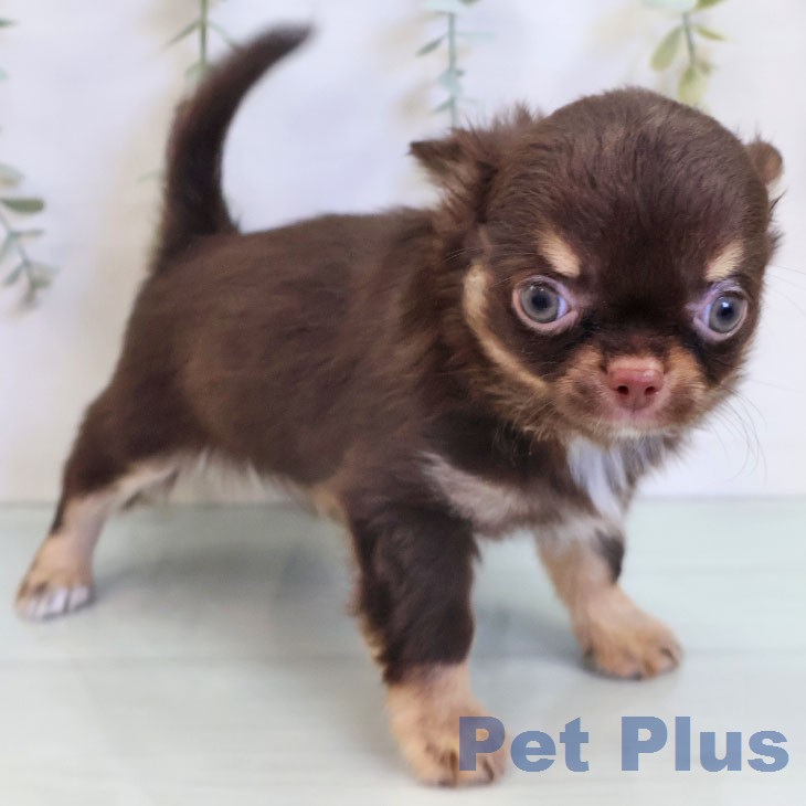 チワワ