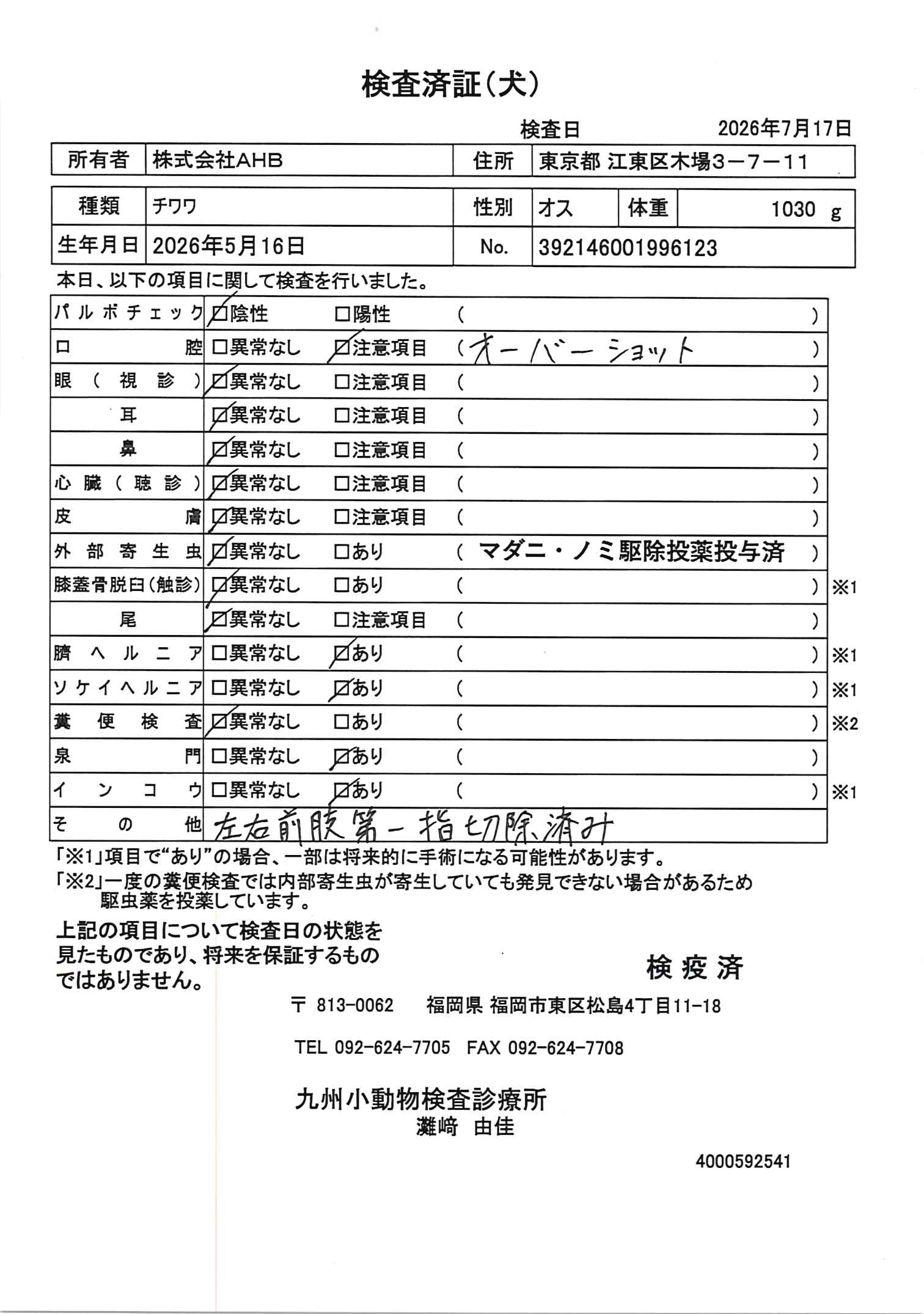 チワワ