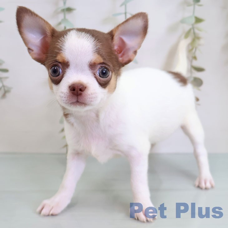 チワワ