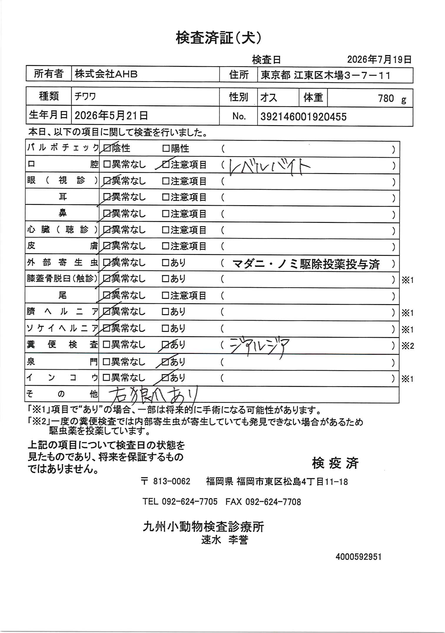 チワワ