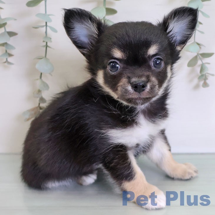 チワワ
