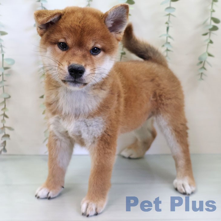 沖縄県の柴犬(標準サイズ) (ペットプラス 沖縄ライカム店/2026年6月1日生まれ/女の子/赤)の子犬の1枚目の画像