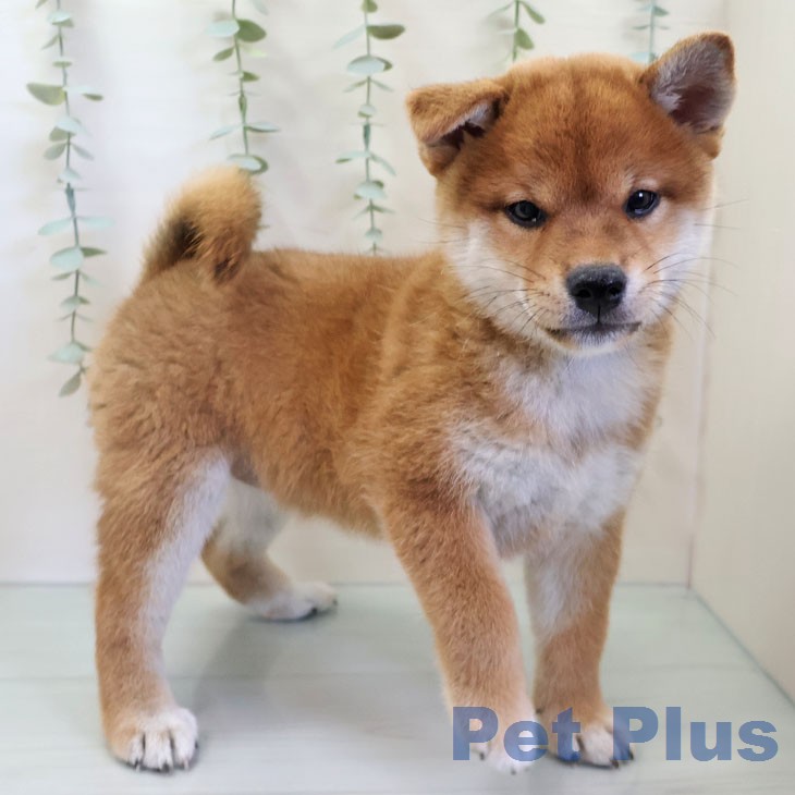 沖縄県の柴犬(標準サイズ) (ペットプラス 沖縄ライカム店/2026年6月1日生まれ/女の子/赤)の子犬の2枚目の画像