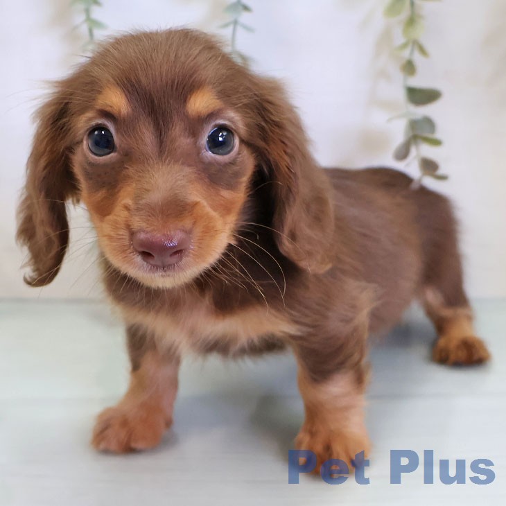 カニーンヘン・ダックスフンド