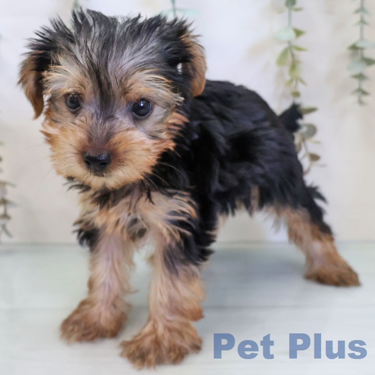 福岡県のヨークシャーテリア (ペットプラス 小倉南店/2026年6月5日生まれ/男の子/スチールブルータン)の子犬の1枚目の画像