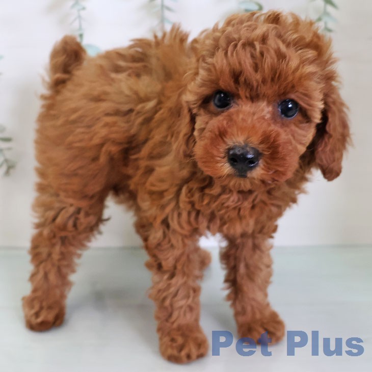 鹿児島県のトイプードル(トイ) (ペットプラス 姶良店/2026年6月9日生まれ/女の子/レッド)の子犬の2枚目の画像