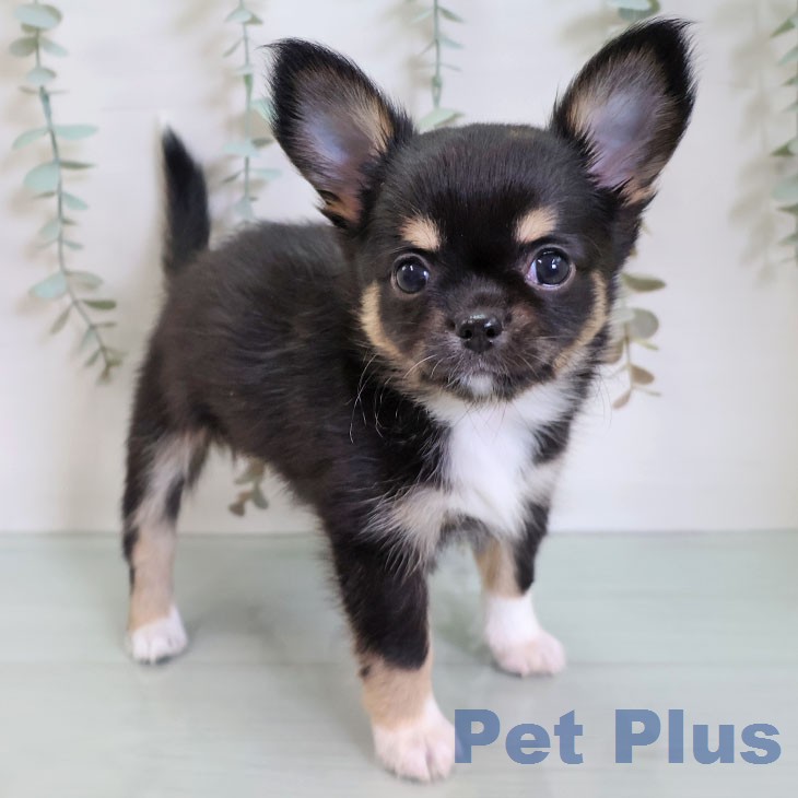 福岡県のチワワ(ロング) (ペットプラス 八幡東店/2026年6月8日生まれ/男の子/ブラックタンホワイト)の子犬の1枚目の画像