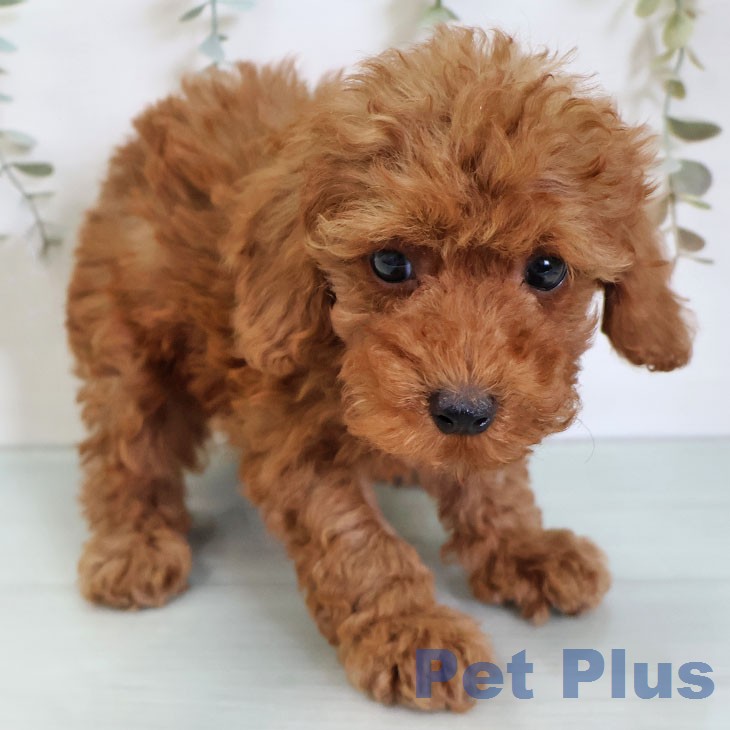 福岡県のトイプードル(トイ) (ペットプラス 香椎浜店/2026年6月9日生まれ/男の子/レッド)の子犬の2枚目の画像