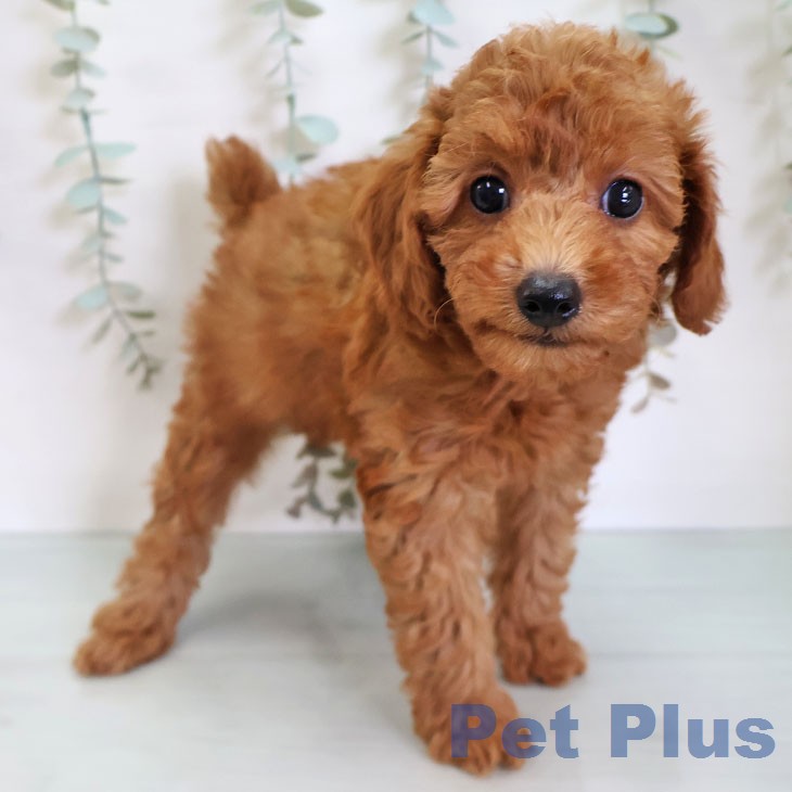 福岡県のトイプードル(トイ) (ペットプラス 福岡店/2026年6月11日生まれ/女の子/レッド)の子犬の1枚目の画像