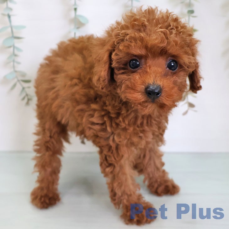 宮崎県のトイプードル(トイ) (ペットプラス 宮崎店/2026年6月13日生まれ/男の子/レッド)の子犬の1枚目の画像