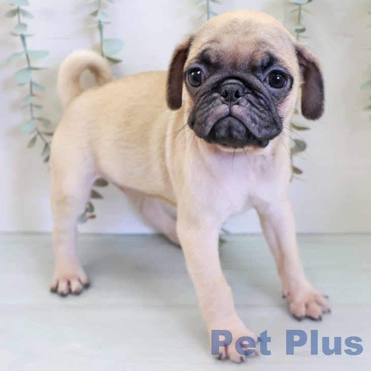 福岡県のパグ (ペットプラス ららぽーと福岡店/2026年6月20日生まれ/男の子/フォーン)の子犬の2枚目の画像
