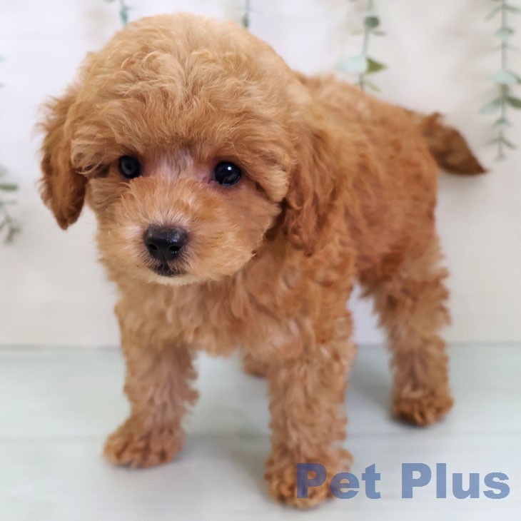 宮崎県のトイプードル(トイ) (ペットプラス 宮崎店/2026年7月2日生まれ/男の子/レッドフォーン)の子犬の2枚目の画像