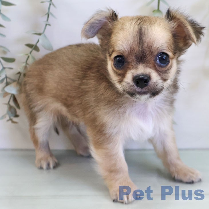 チワワ