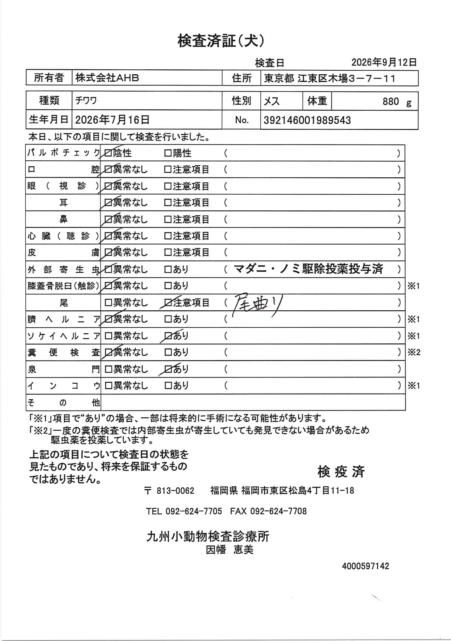 チワワ